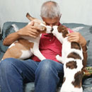 Love Dogs Adestramento Rio