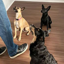 Love Dogs Adestramento Rio.
