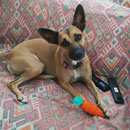 Love Dogs Adestramento Rio