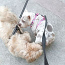 Love Dogs Adestramento Rio
