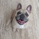 Love Dogs Adestramento Rio.