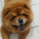 Love Dogs Adestramento Rio.