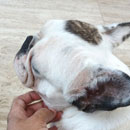 Love Dogs Adestramento Rio.