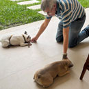 Love Dogs Adestramento Rio.