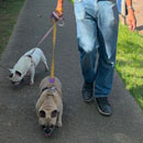 Love Dogs Adestramento Rio.