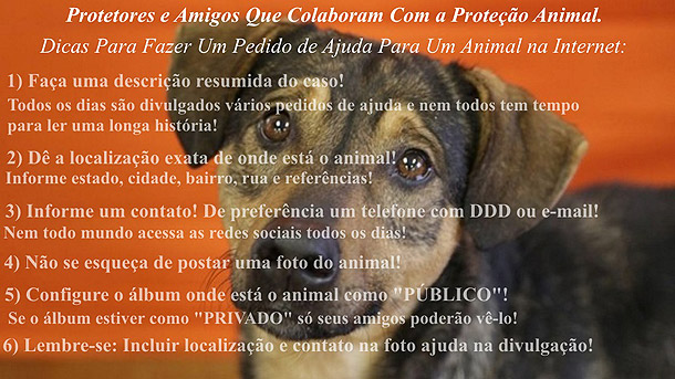 Protetores e Amigos Que Colaboram Com a Proteção Animal.