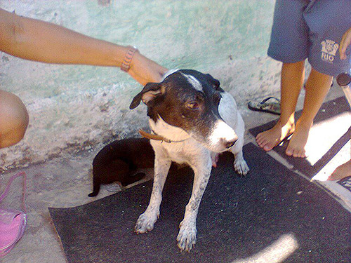 Cão para adoção, Maezinha de Bangu.
