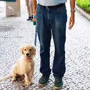 Love Dogs Adestramento Rio