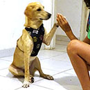 Love Dogs Adestramento Rio