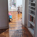 Love Dogs Adestramento Rio