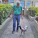 Love Dogs Adestramento Rio