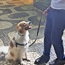 Love Dogs Adestramento Rio