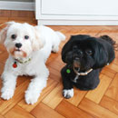 Love Dogs Adestramento Rio.