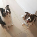 Love Dogs Adestramento Rio.