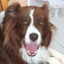 Love Dogs Adestramento Rio