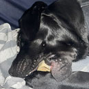 Love Dogs Adestramento Rio.