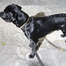 Love Dogs Adestramento Rio