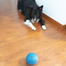 Love Dogs Adestramento Rio