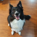 Love Dogs Adestramento Rio.