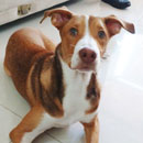 Love Dogs Adestramento Rio