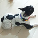 Love Dogs Adestramento Rio