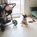 Love Dogs Adestramento Rio