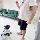 Love Dogs Adestramento Rio