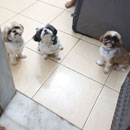 Love Dogs Adestramento Rio