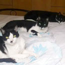 Love Dogs Adestramento Rio