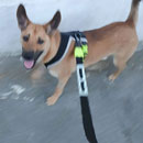 Love Dogs Adestramento Rio