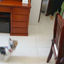 Love Dogs Adestramento Rio