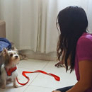 Love Dogs Adestramento Rio