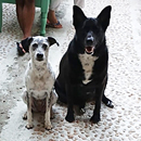 Love Dogs Adestramento Rio