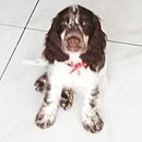 Love Dogs Adestramento Rio