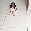 Love Dogs Adestramento Rio