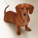 Love Dogs Adestramento Rio