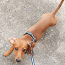 Love Dogs Adestramento Rio