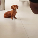 Love Dogs Adestramento Rio