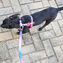 Love Dogs Adestramento Rio