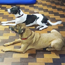 Love Dogs Adestramento Rio