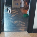 Love Dogs Adestramento Rio