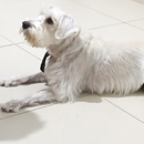 Love Dogs Adestramento Rio