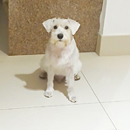 Love Dogs Adestramento Rio