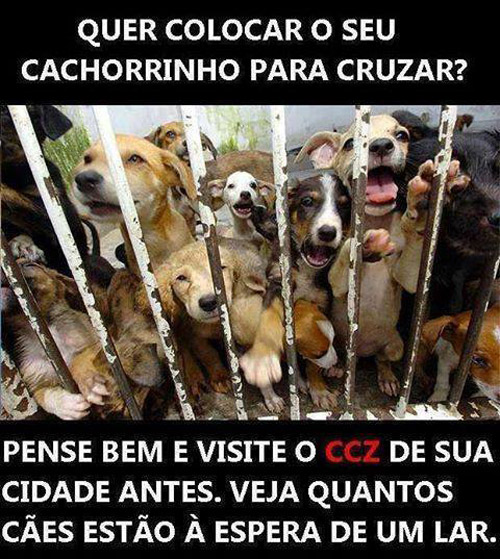 Quer colocar o seu cachorrinho para cruzar?