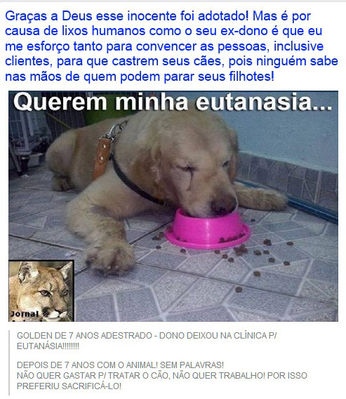Golden que seria sacrificado Golden que seria sacrificado