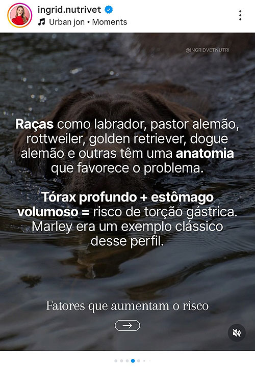 Os riscos da Torção Gástrica em cães.