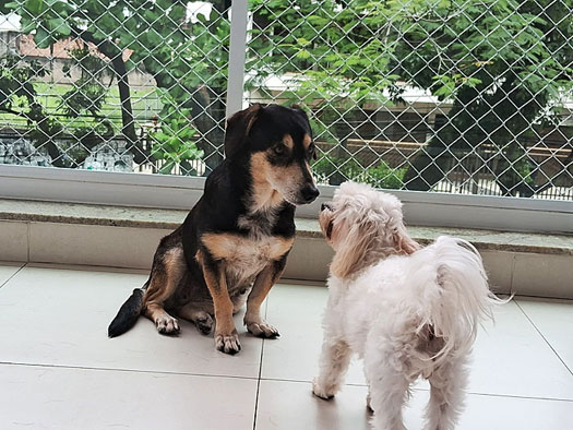 Eva e Panqueca